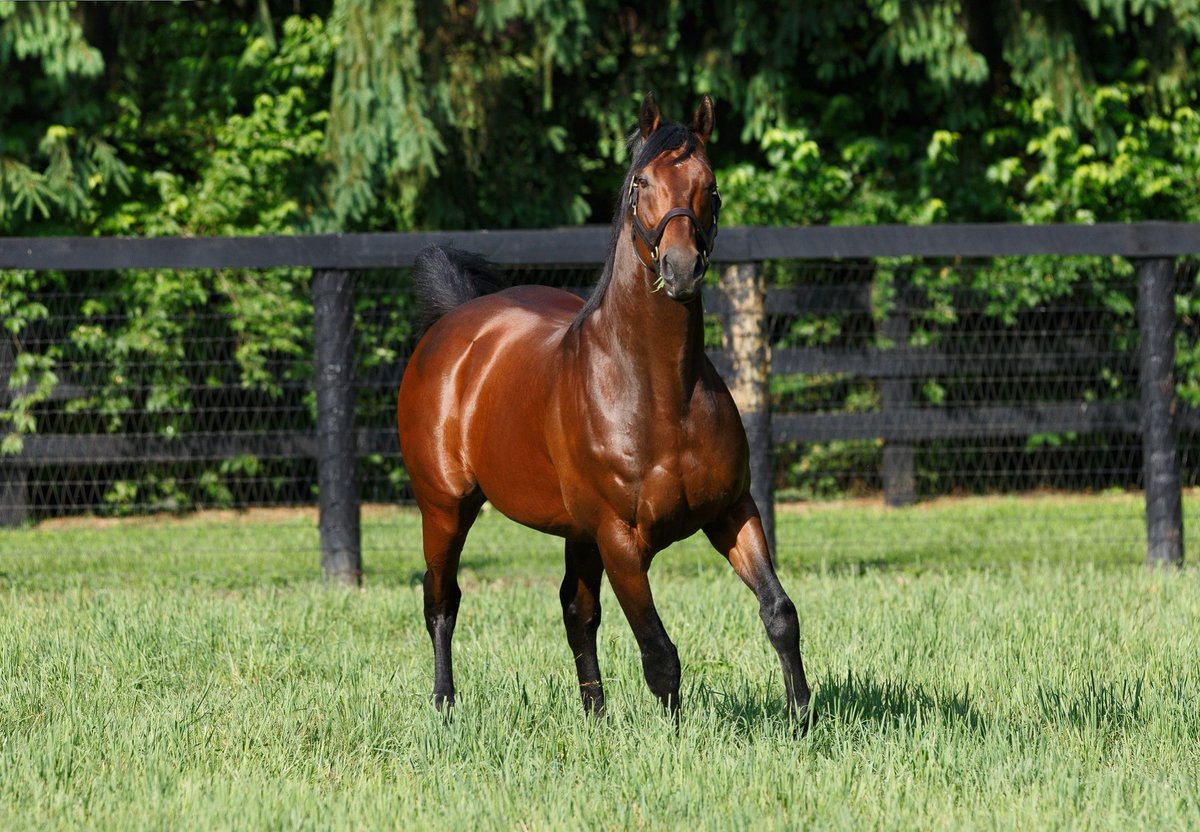 PPhoalsSH's tweet photo. American Pharoah has had 5 winners in the past 24 hours #GoPharoahs
Alegna
Pharaonic
Viva Americana
Mazuma
Vivanti https://t.co/zVYJvdfR2w
