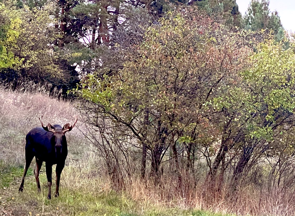 For @Climatologist49 here’s the bull 🫎 snacking on some leftover cherries yesterday. He’s tall, dark, and handsome and it’s cuffing season. 😉