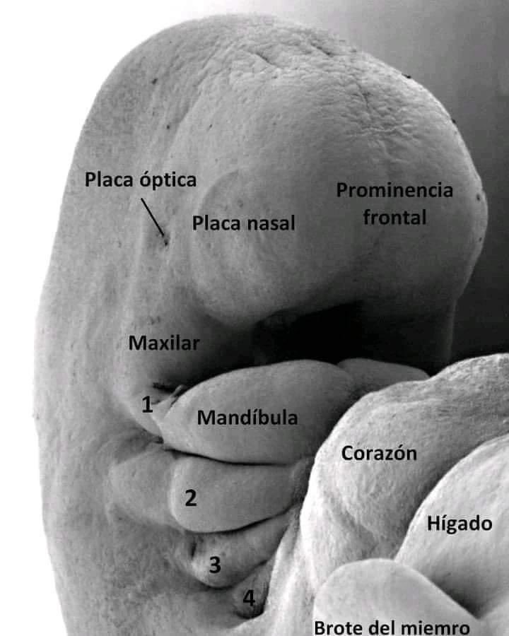 EnsedeCiencia's tweet photo. Así es como lucías tú a las cinco semanas de gestación en el vientre de tu madre, aún en proceso de formación y desarrollo las principales partes de tu cuerpo.

📷: Dr. Mark Hill 2020/UNSW Embriología. https://t.co/WwngtFRJi6