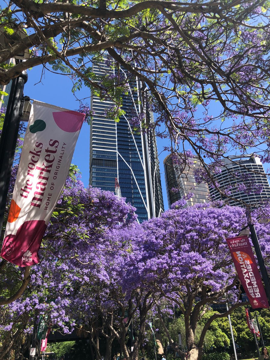 Spring is in the air BemissionAU  #Sensegarden #jacaranda #Sydney