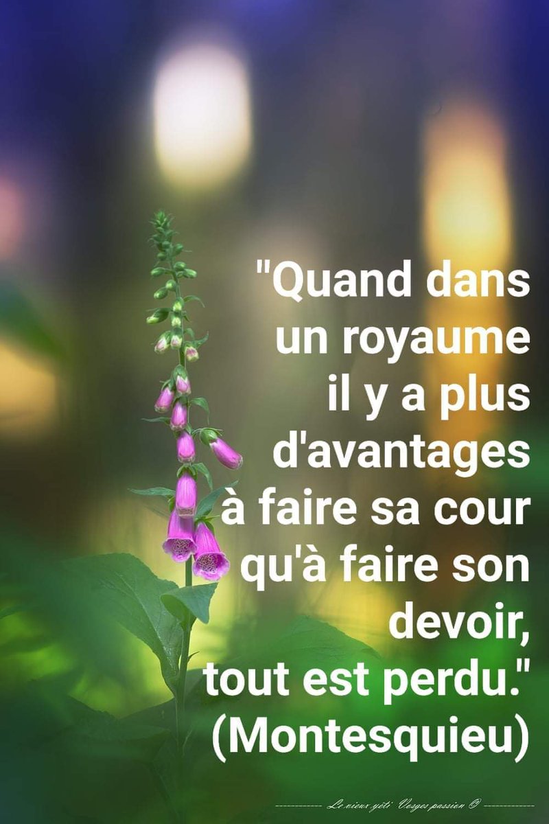 AudeVisine's tweet photo. #Citation
Ce matin c'est #Montesquieu, dans De l'esprit des lois qui m'inspire ... Sur une digitale immortalisée en octobre 2020 par feu #ChristianHoffner https://t.co/OOYovMDkUe