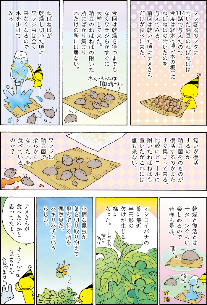 漫画デイリーランキング242位だそうですありがとうございます。当のワラジらは鉢の上に出て来る事が減って来たのでそろそろ冬眠かな。 (1/1) 