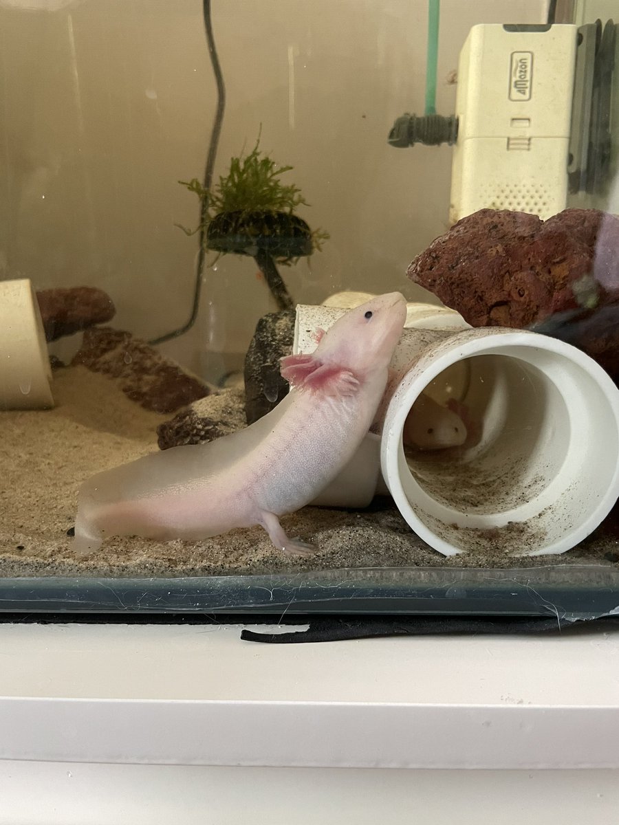 socuteaxolotl's tweet photo. 올라가고싶은겅가 https://t.co/5H1gGg2NaS