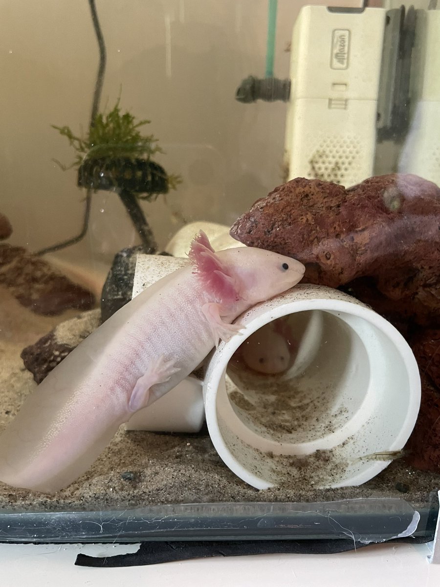 socuteaxolotl's tweet photo. 왜 이렇게 있는걸가 https://t.co/vGNfOAEjPc