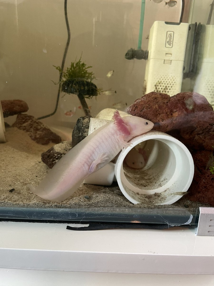 socuteaxolotl's tweet photo. 왜 이렇게 있는걸가 https://t.co/vGNfOAEjPc