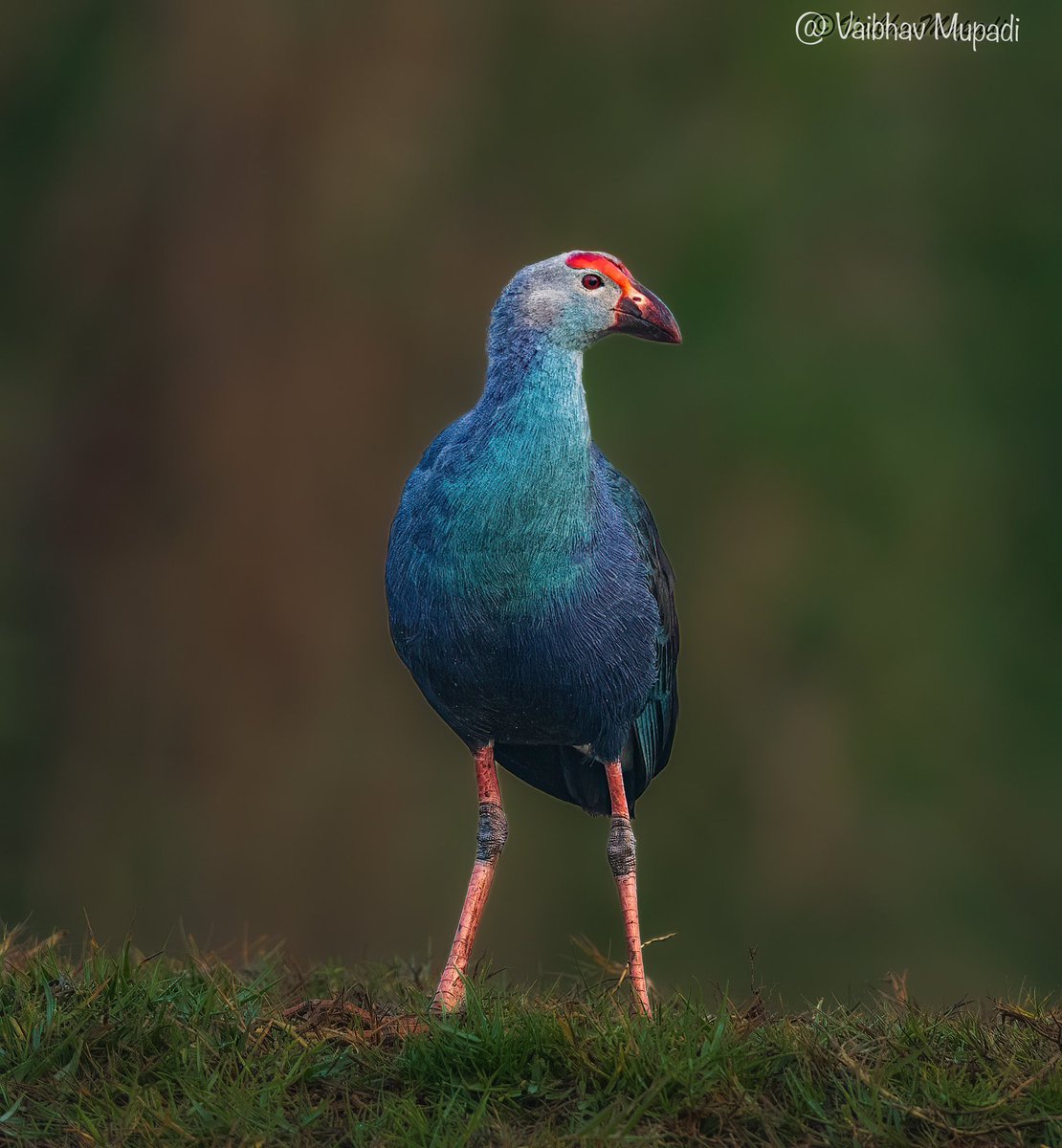 im-wildvaibhav tweet media