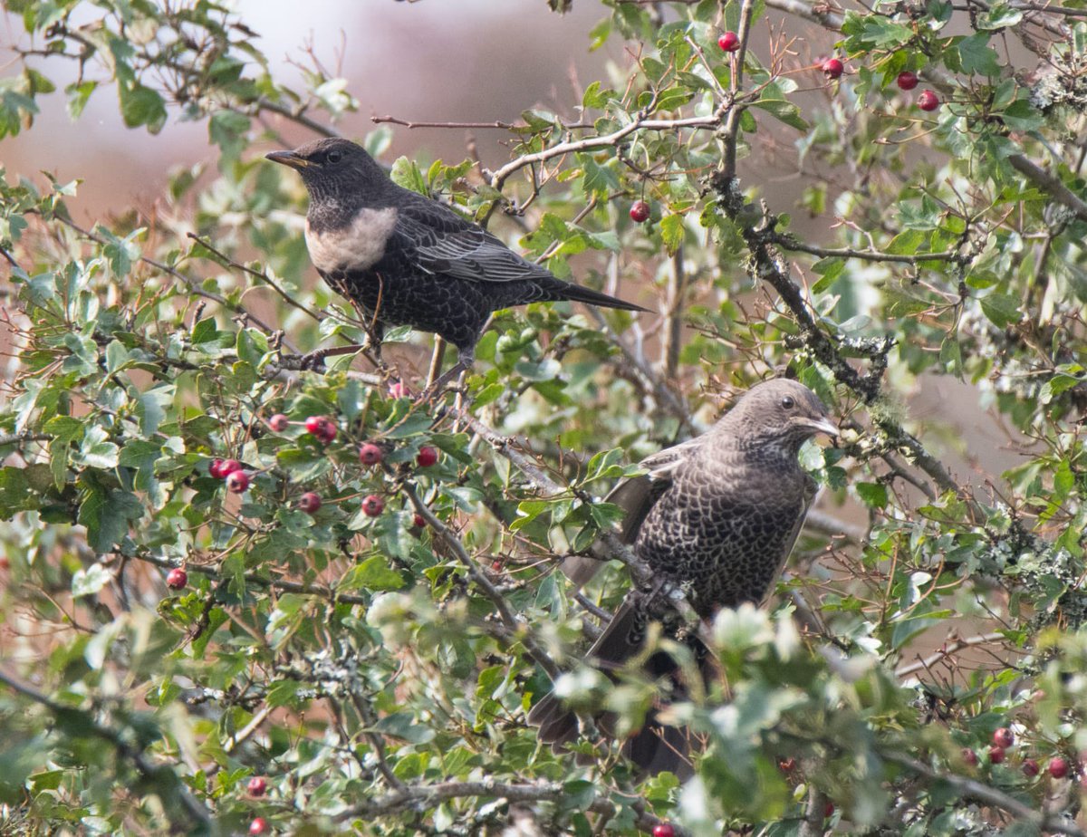 Adult and Juvenile Ring Ouzels on Dartmoor @dartmoornpa @DevonLife @BBCSpringwatch @@ChrisGPackham @coffeykathy69 @DevonBirds @StephMurphy @JoKingDevon @janeyh41 @exebirding @exeterbirder