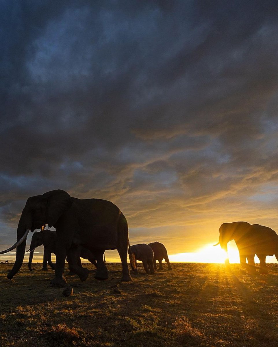 ekhayacrescent's tweet photo. Good Morning Uganda.
Greetings from Queen Elizabeth National Park @Ugandawildlife
#CourtesyPhoto https://t.co/heRlJE0QFs