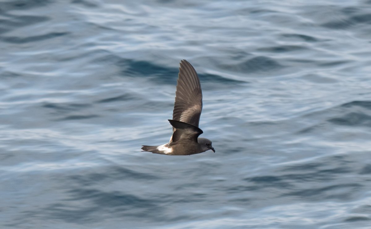A new update from our surveyors on board the CEFAS Endeavour for @PelticSurveys 2023, star birds Snow Bunting and Leach's Petrel marine-life.org.uk/post/october-2…