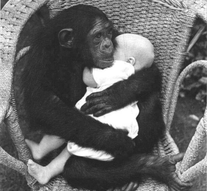 Δύο πράγματα με εκπλήσσουν: H νοημοσύνη των ζώων και η κτηνωδία των ανθρώπων...