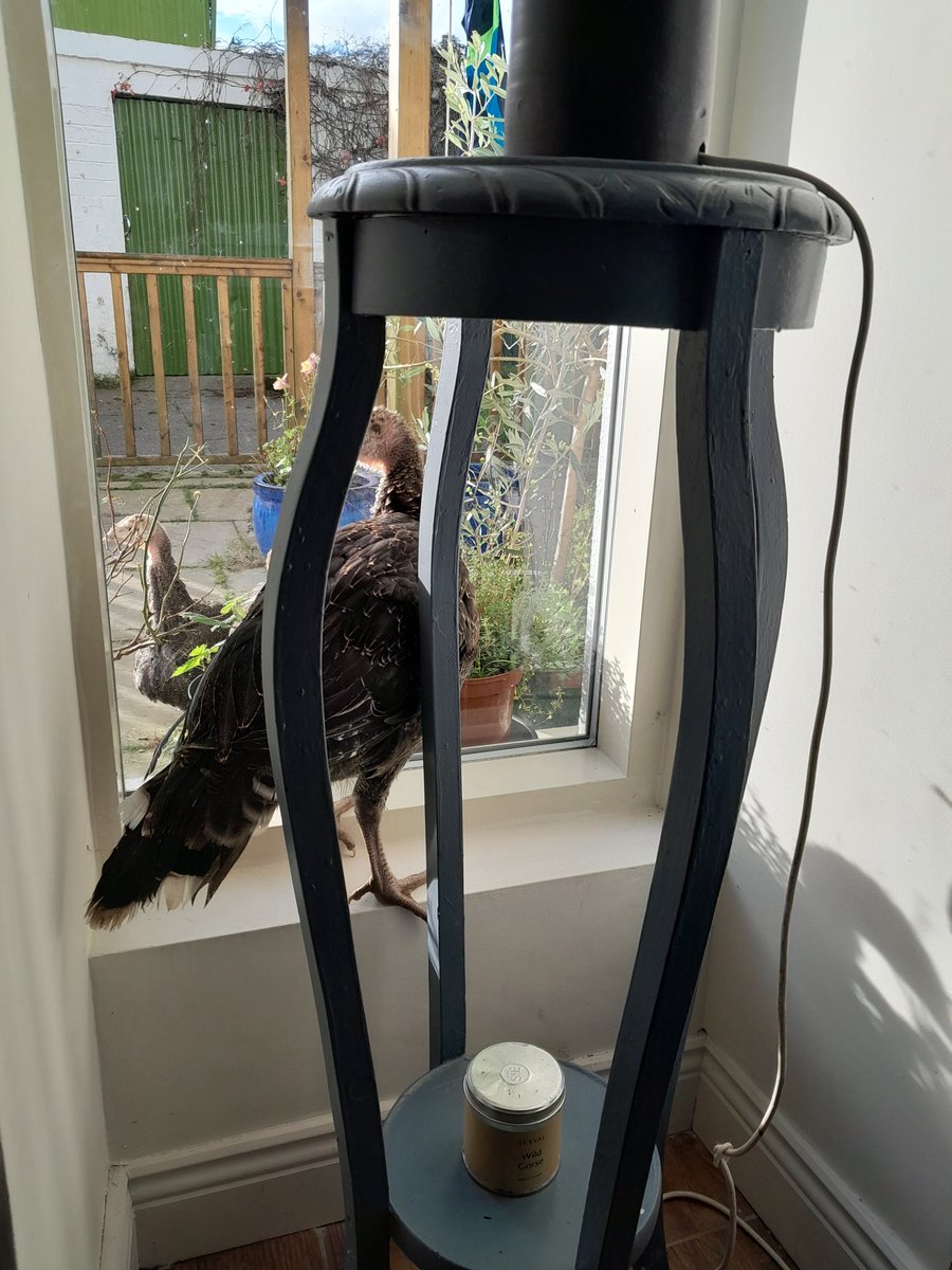 ThreePaddocks's tweet image. Anyone else get livestock in their house?
🫣