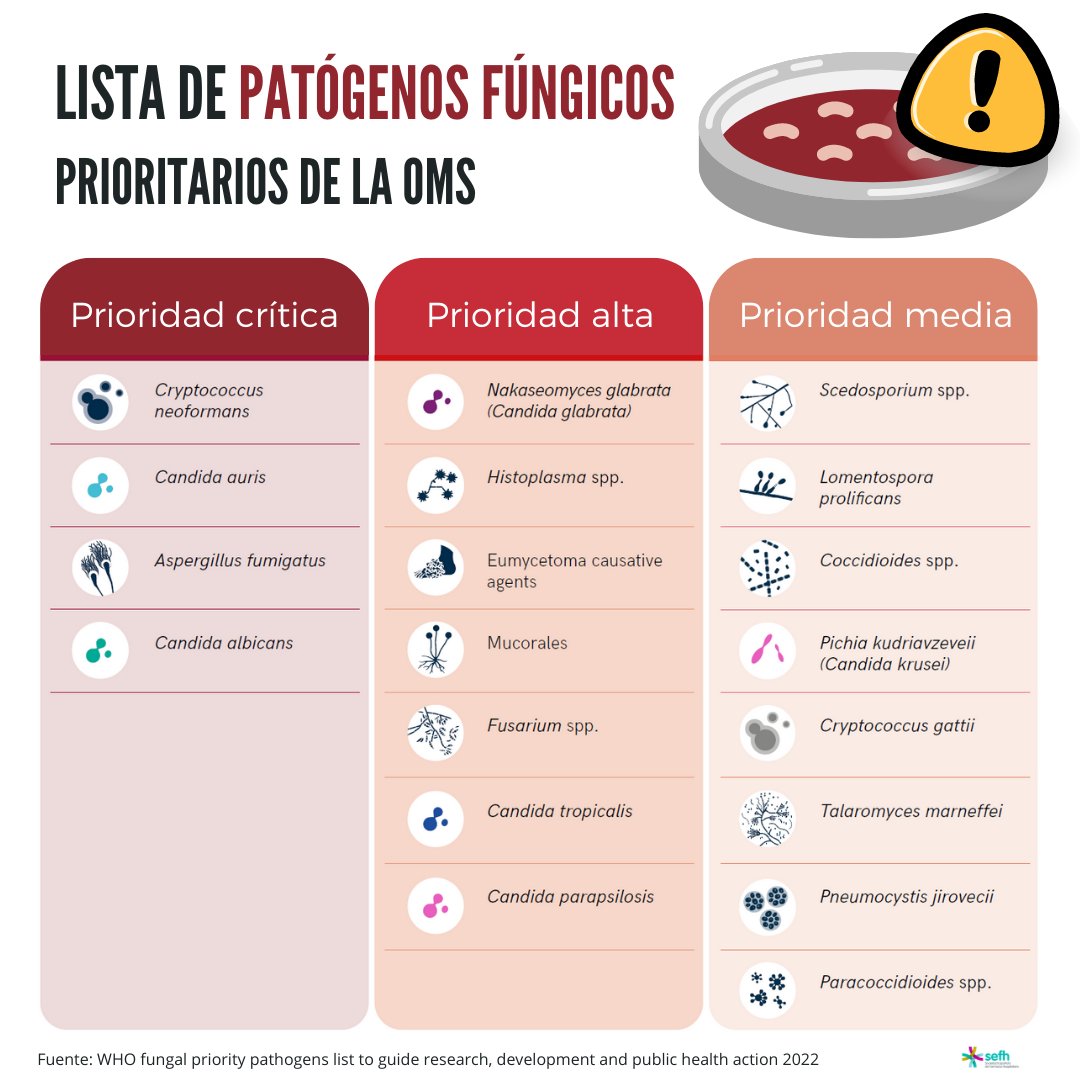 jessigserna's tweet photo. Así que, con todo esto, reflexionad sobre el buen “caldo de cultivo” que tienen los hongos para poder causar infecciones 😬 La OMS ya lleva un tiempo alertando de que tengamos cuidado con ellos y estableció una lista de hongos patógenos prioritarios 🔍 https://t.co/npfc5ICh0B
