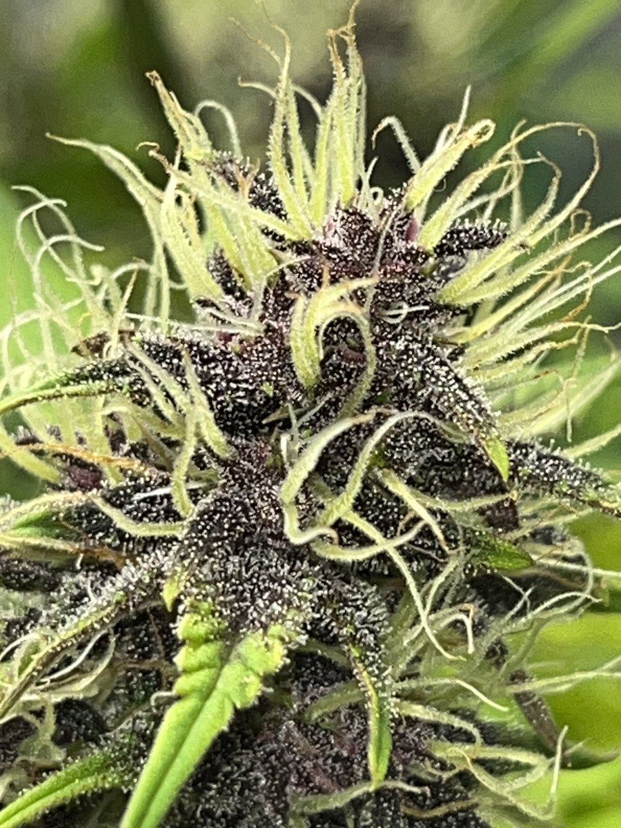 Whowaa's tweet image. #MarsMade @Fast_Buds 

#FastFam 👊🏼🔥💯💚