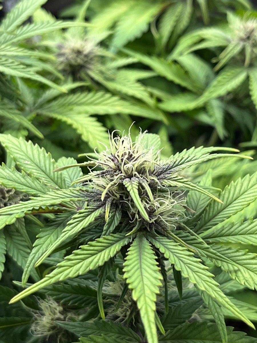 Whowaa's tweet image. #MarsMade @Fast_Buds 

#FastFam 👊🏼🔥💯💚