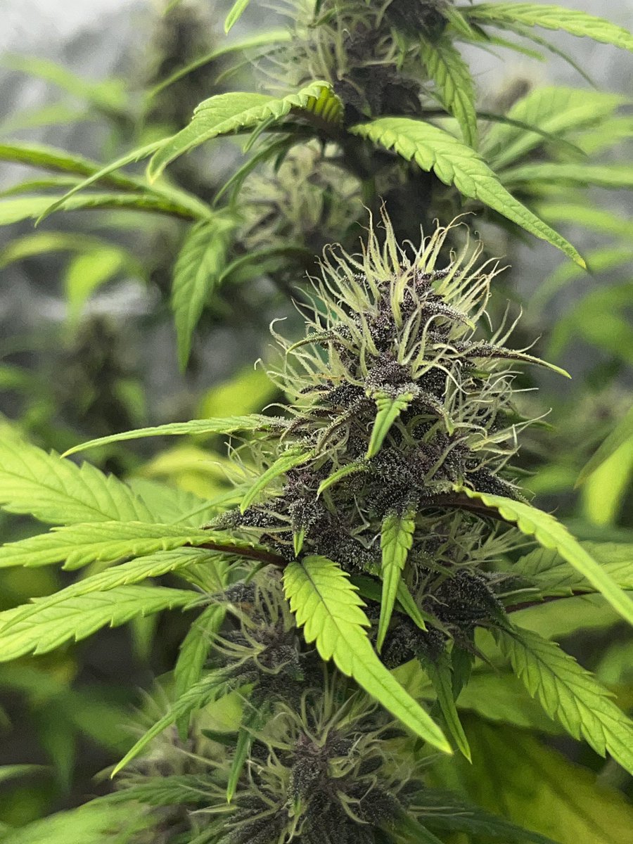 Whowaa's tweet image. #MarsMade @Fast_Buds 

#FastFam 👊🏼🔥💯💚