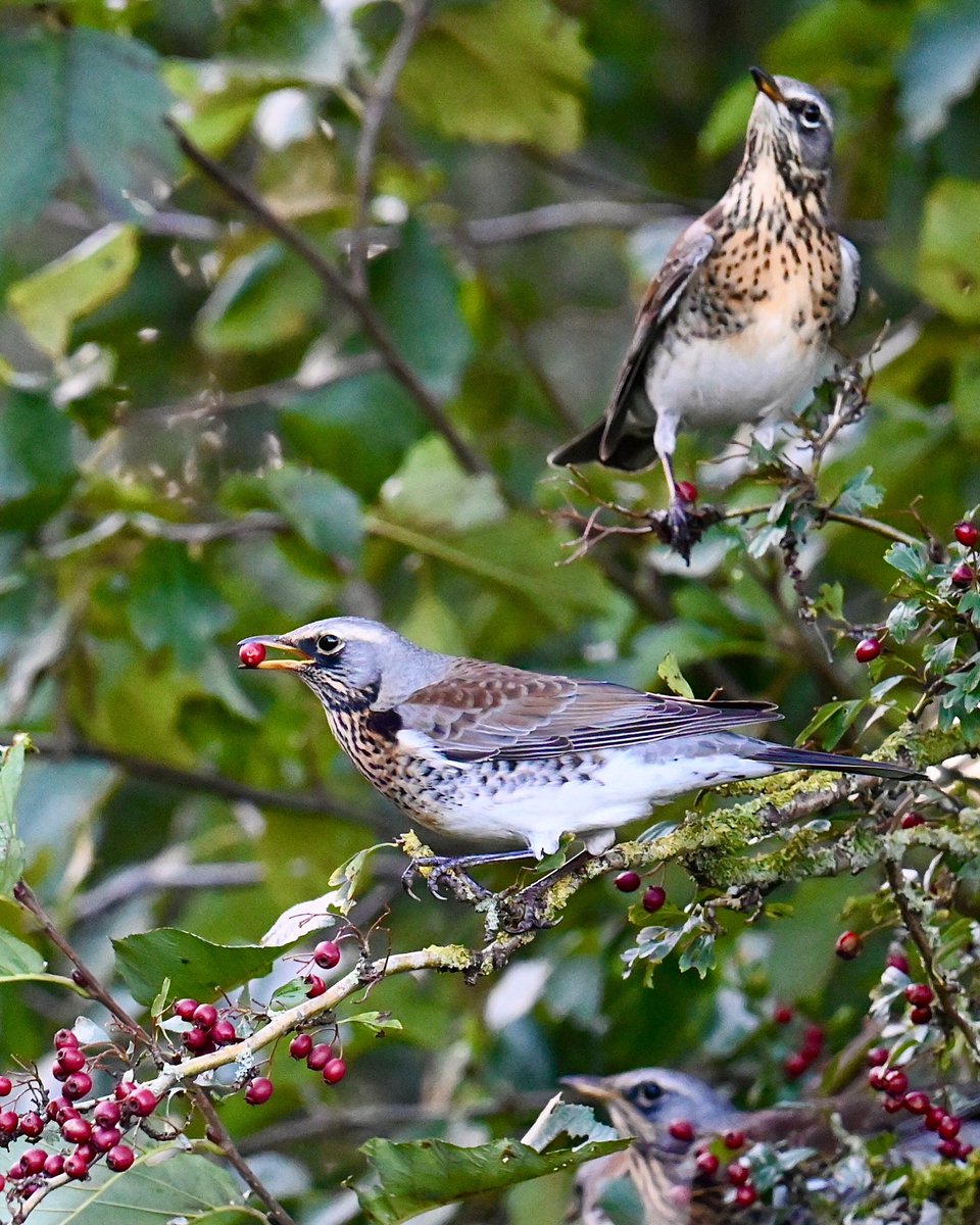 De kramsvogels zijn er weer

#Kramsvogel #Fieldfare #Wintergast @vogelnieuws @Sovon