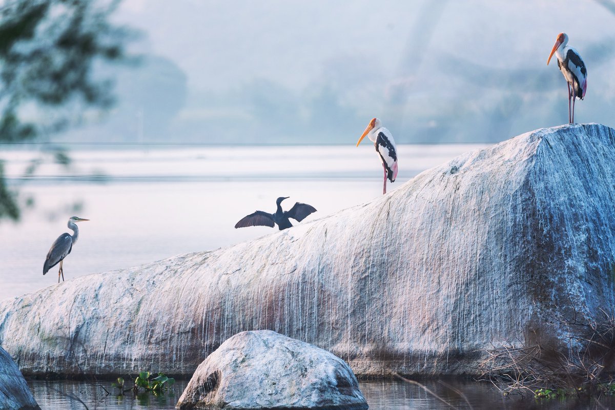 “C’mon Storky, spread your wings!“ A cormorant appears to be challenging a couple of painted storks as a grey heron watches on… @ Ameenpur Lake, #Hyderabad…