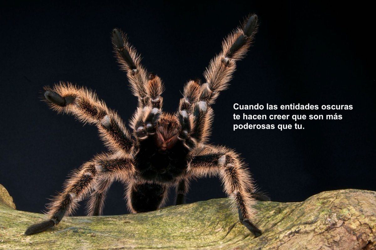 Klan Dharma Invictus tweet media