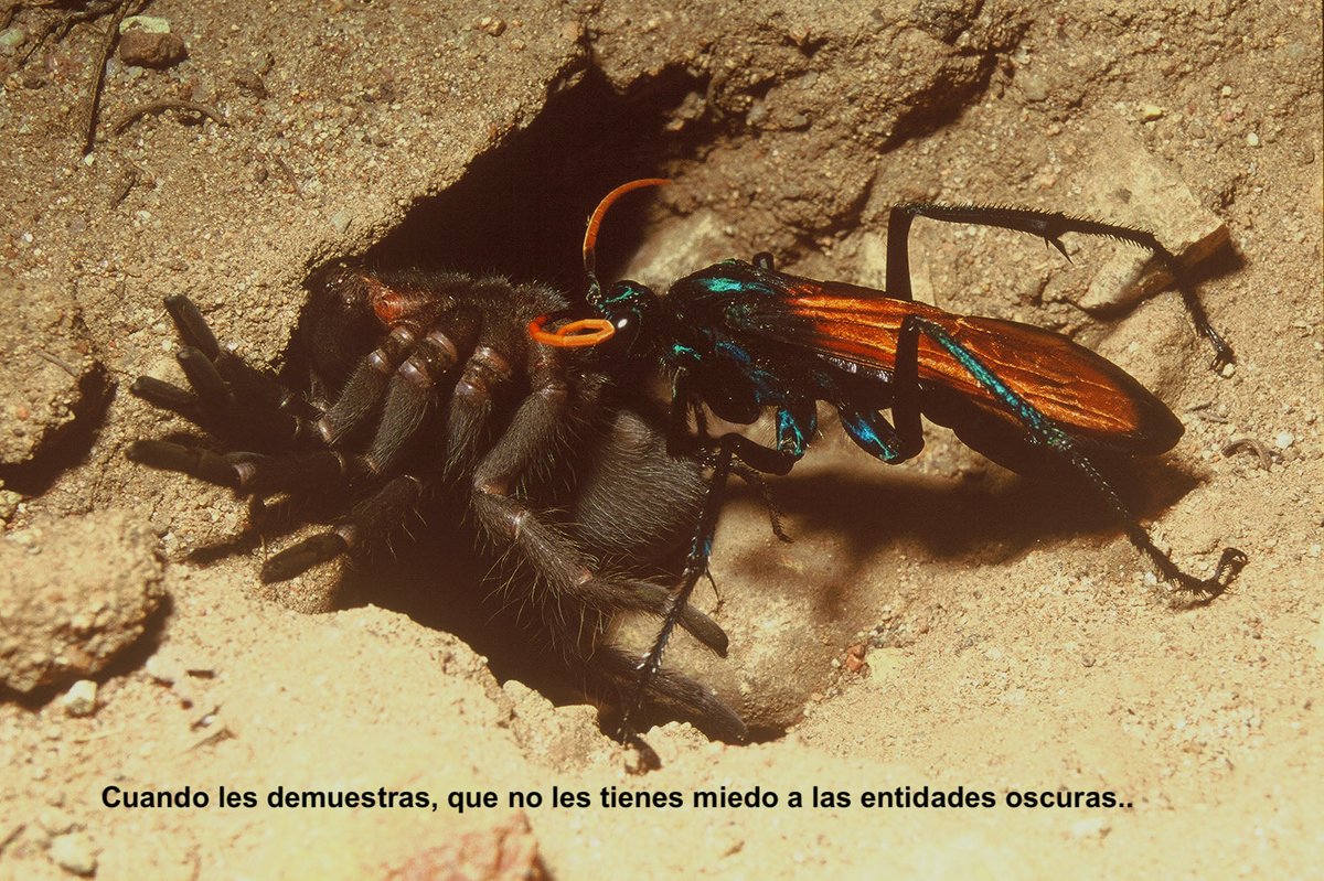 Klan Dharma Invictus tweet media