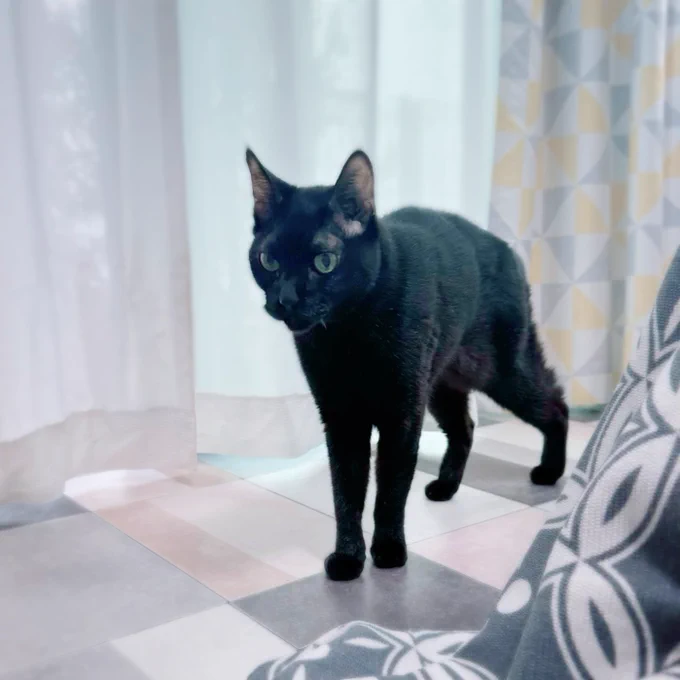 今黒猫ちゃんが求められていそうなので