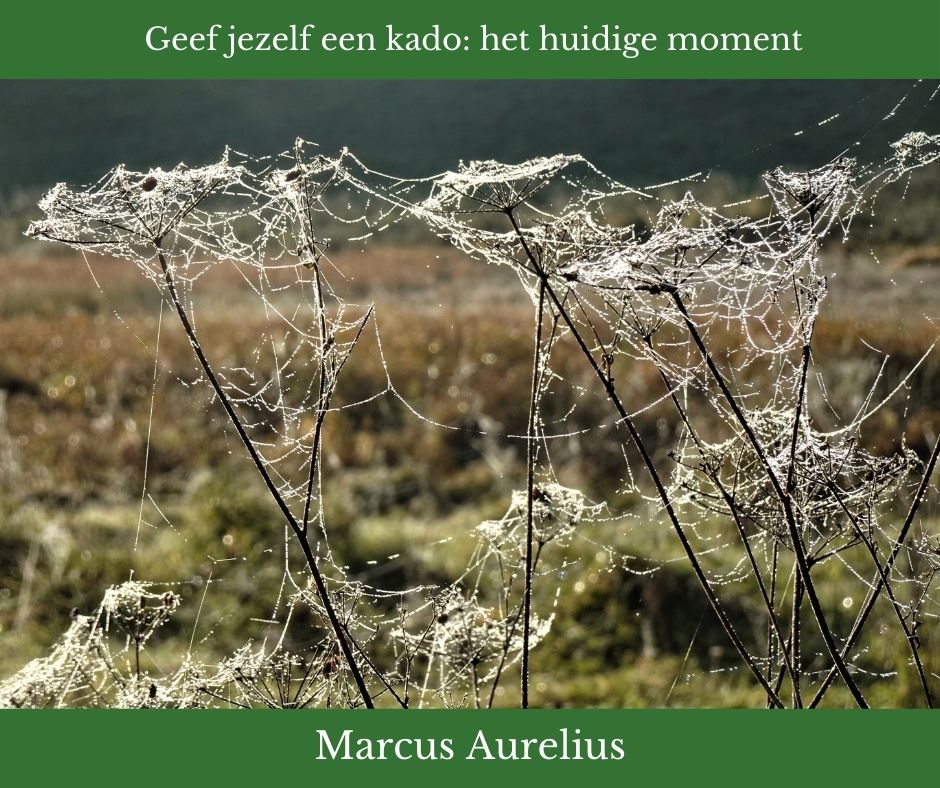 Goeiemorgen socials. Wat hebben we allemaal toch veel 'gedoe'...: om ons heen, maar eigenlijk vooral in onszelf. We malen over dingen die we gedaan hebben en piekeren over wat er nog moet komen. Stop. Adem. Wat is er hier, nu voor jou? dat kado mag je uitpakken... Glimlach en ga!
