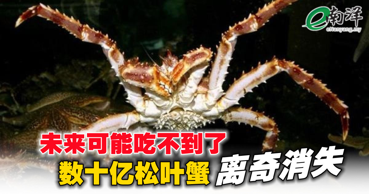 nanyangpress's tweet image. 未来恐怕无法再吃到松叶蟹！科学家在2021年的调查中发现，数以亿计的松叶蟹在阿拉斯加周围的白令海神秘失踪，吸引许多学者进行了进一步的调查。#snowcrab
enanyang.my/node/570727