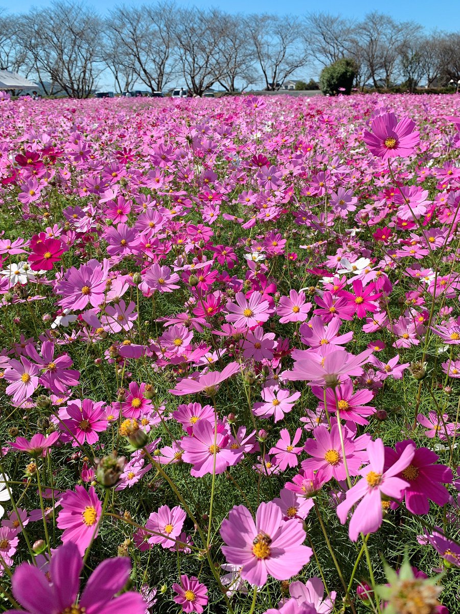 miku89869335's tweet photo. コスモス🌸見に来た♡
見渡す限りのコスモス✨️
すごくきれい！
癒される(◦ˉ ˘ ˉ◦) https://t.co/GOdfOAkkfS
