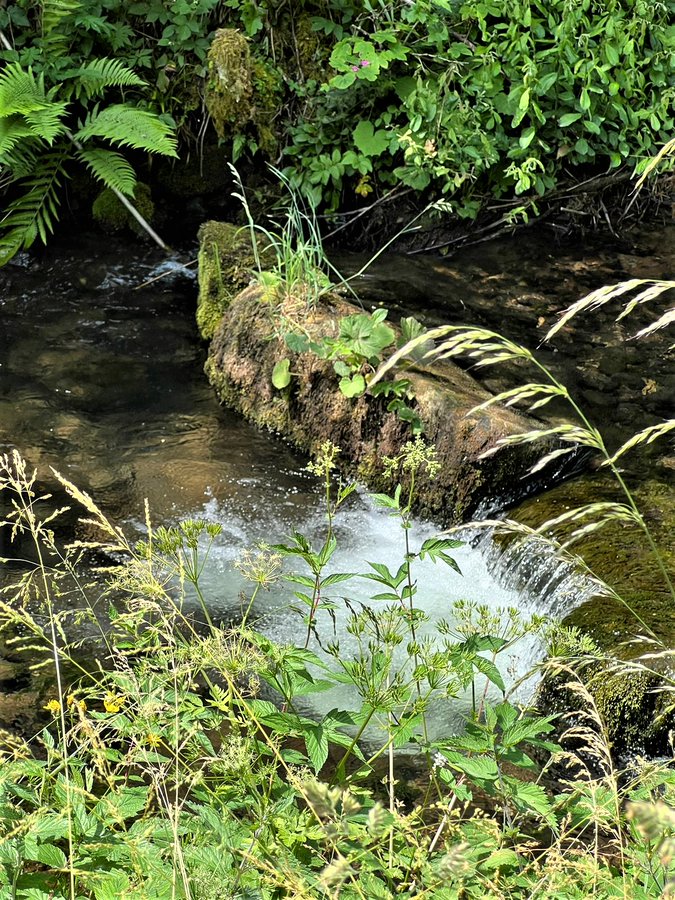 Greenisamissio1's tweet image. The splashing of water, the smell of mosses and plants, the buzzing of insects and the chirping of birds make such small places important supports of biodiversity and the cornerstones of nature. Protecting such places must be the first priority of humanity.💚☘️🌿🌱🌲🌳🍀💚
