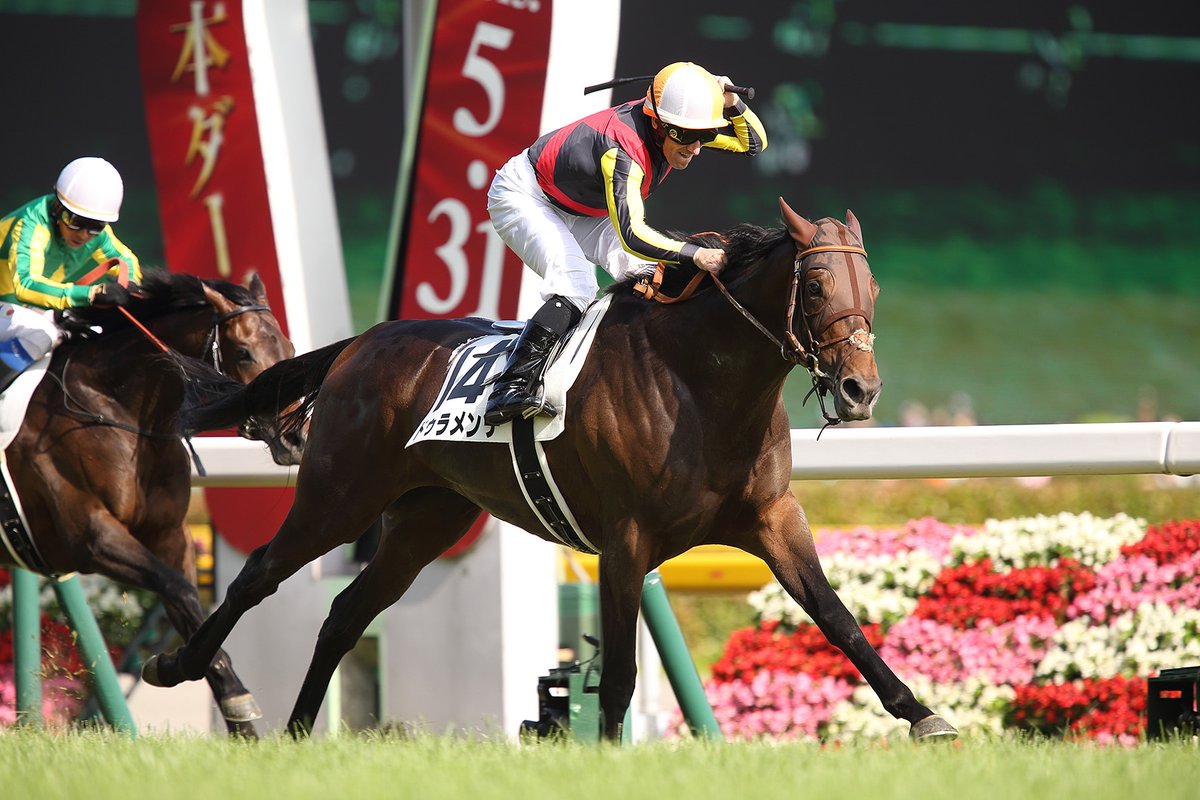 netkeiba's tweet photo. 【#菊花賞】
1着 ドゥレッツァ 父ドゥラメンテ
2着 タスティエーラ 父サトノクラウン
3着 ソールオリエンス 父キタサンブラック
とんでもない世代です。

ドゥラメンテ (Duramente) | 競走馬データ
https://t.co/uaWsvgP7Ew https://t.co/wTqujLkn1N