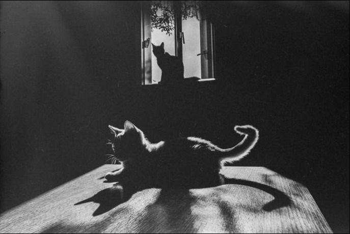 Willy Ronis. 
Deux chats
c.1948. Paris