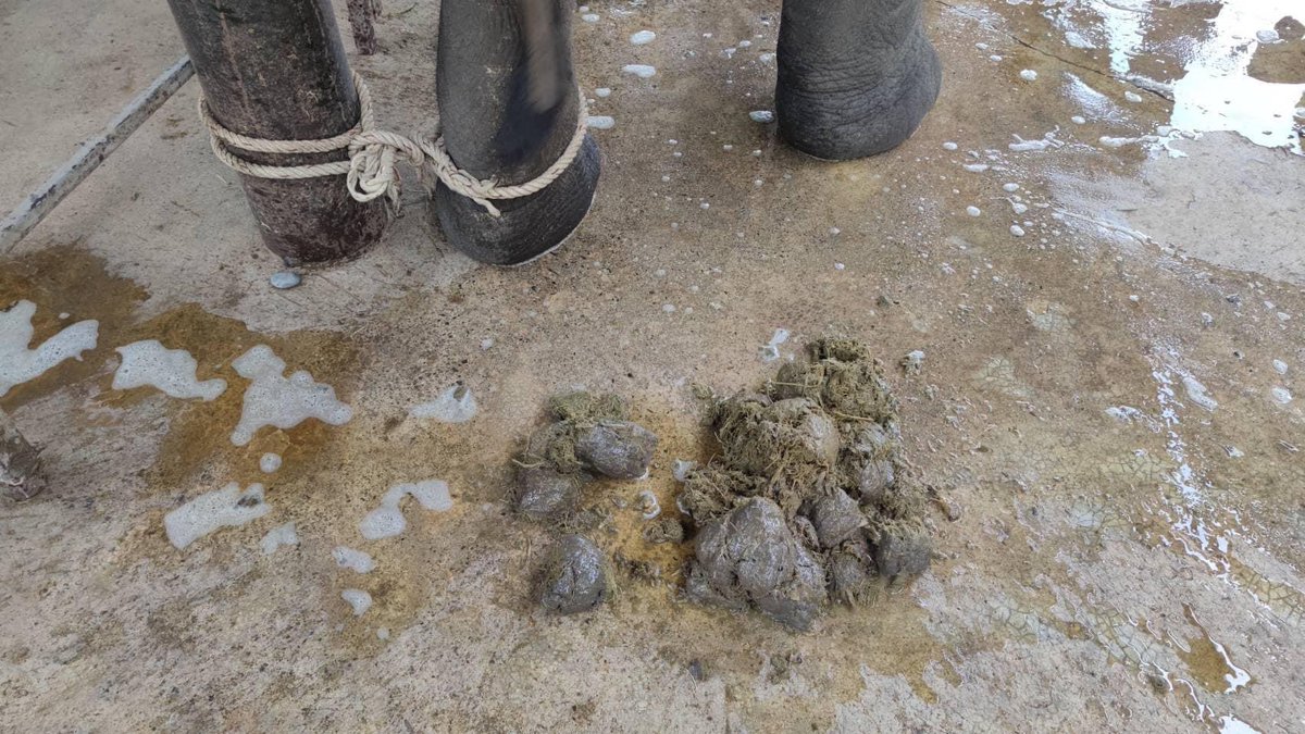 🤗อัพเดทเคสเมื่อวานค่ะ วันนี้น้องฟ้าใสยังต้องได้น้ำเกลือ ยาลดปวด ช่วยย่อย อย่างต่อเนื่องค่ะ ส่วนน้องก้องปฐมสมภพอาการดีขึ้นแล้ว ❤️
ขอบคุณผู้บริจาคทุกท่านและ ทีมสุขภาพช้างคลินิกช้างปางช้างแม่แตง ที่ช่วยรักษาน้องค่ะ 
#ช่วยช้างถึงช้าง
#ยังคงเปิดรับบริจาคเพื่อช่วยช้างทั่วประเทศ