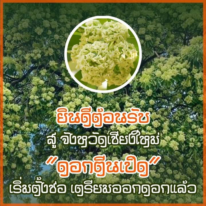 hello112440's tweet photo. ขี่รถเข้าคูเมืองนะ  สาบดอกนี้พัดเข้าหน้าา🤣 https://t.co/qlQfRZdbLI