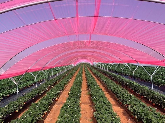 Light_cascade's tweet photo. 🌎 Environmentally Friendly

LIGHT CASCADE® contributes to a greener future by capturing 10% more CO2 in plants grown under its enhanced films. Up to 51,000 tons of CO2-equivalent greenhouse gas emissions could be captured annually #Sustainability https://t.co/mX21fNdLVa