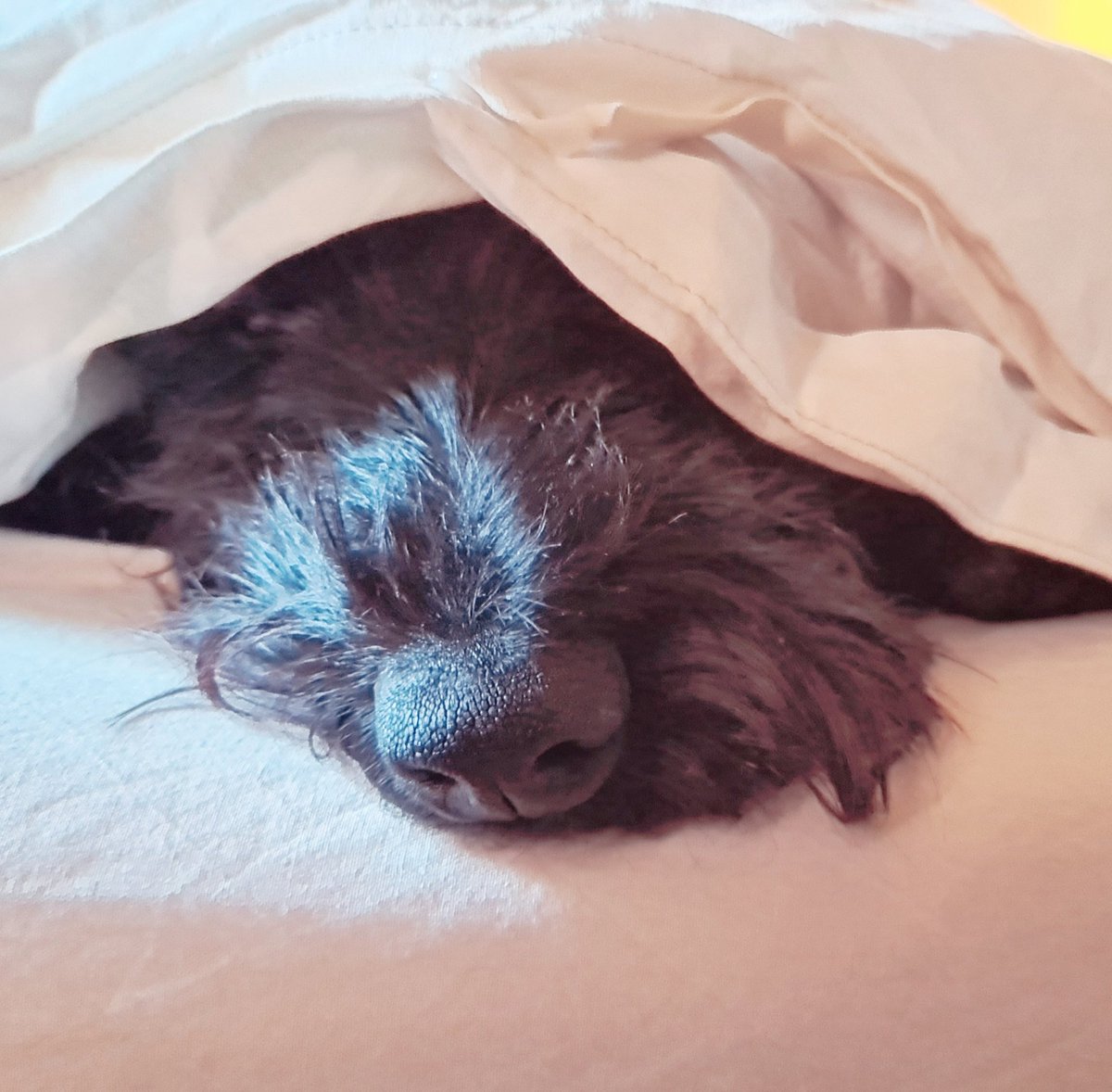 DrSueMoss's tweet image. This little nose has decided it's having a lie in today. 😅🥰 

#scottie #dog #liein
