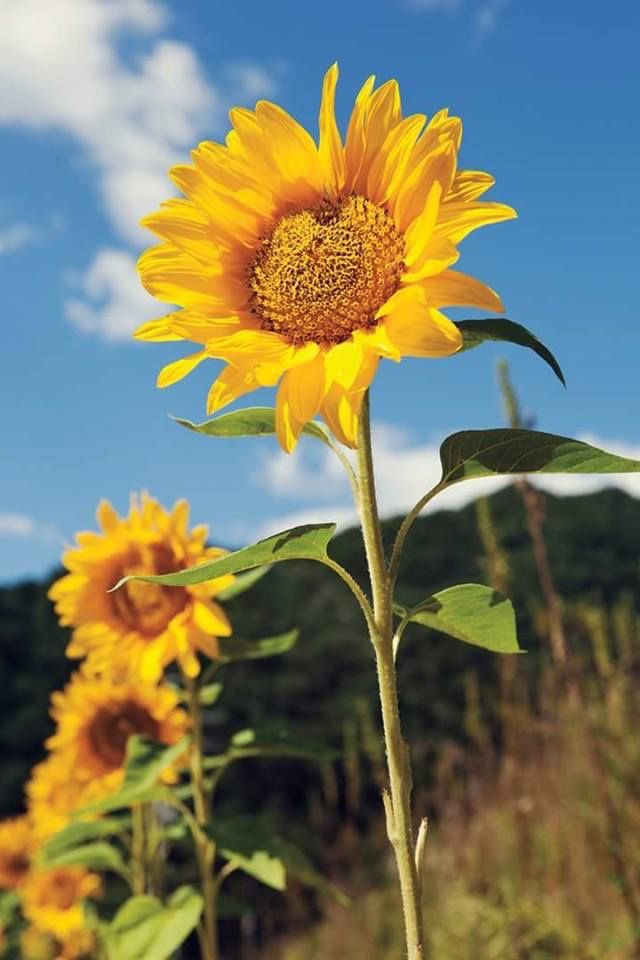 sunflower__usa's tweet photo. Nature's radiance captured in every sunflower https://t.co/EegTcQQQZk