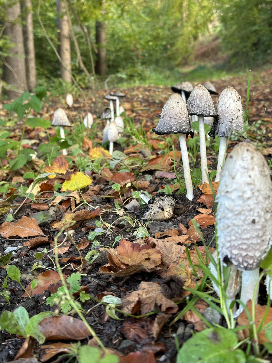 derSchniep's tweet image. #laufschnieplauf fertig ☑️ 😁🏃‍♂️ hab die Sonne mitgebracht ☀️ #RunRunRun schönen Sonntag euch allen noch🙋‍♂️😘