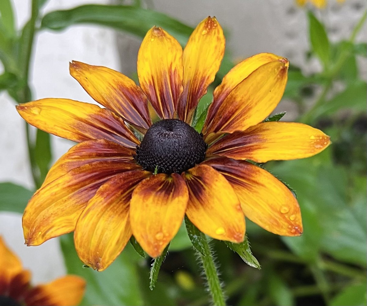 I love that #rudbeckia continue to brighten our gardens! 
A rare dry day in a very wet week, so hopefully in the garden to do some autumn jobs. We’ve been lucky here compared to the devastation #StormBabet has caused. Happy Sunday all, stay safe 💛🌻🌼🍁 #SundayYellow #GardeningX