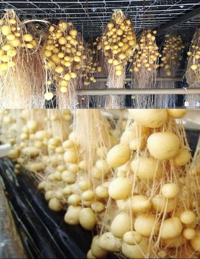 Thomas Reis tweet media