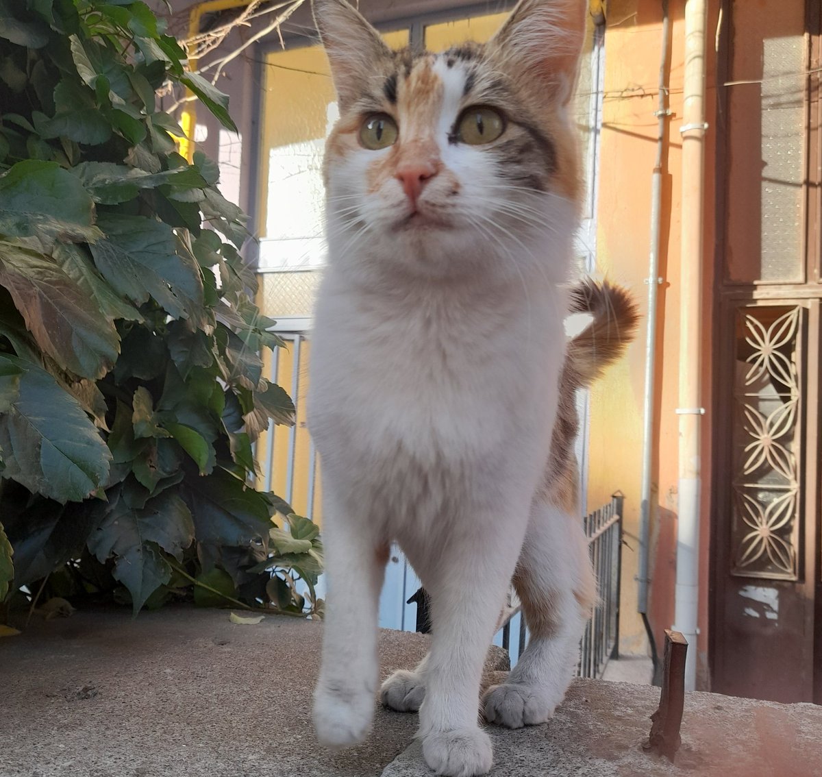 bugun denk geldiğim kedilerrr