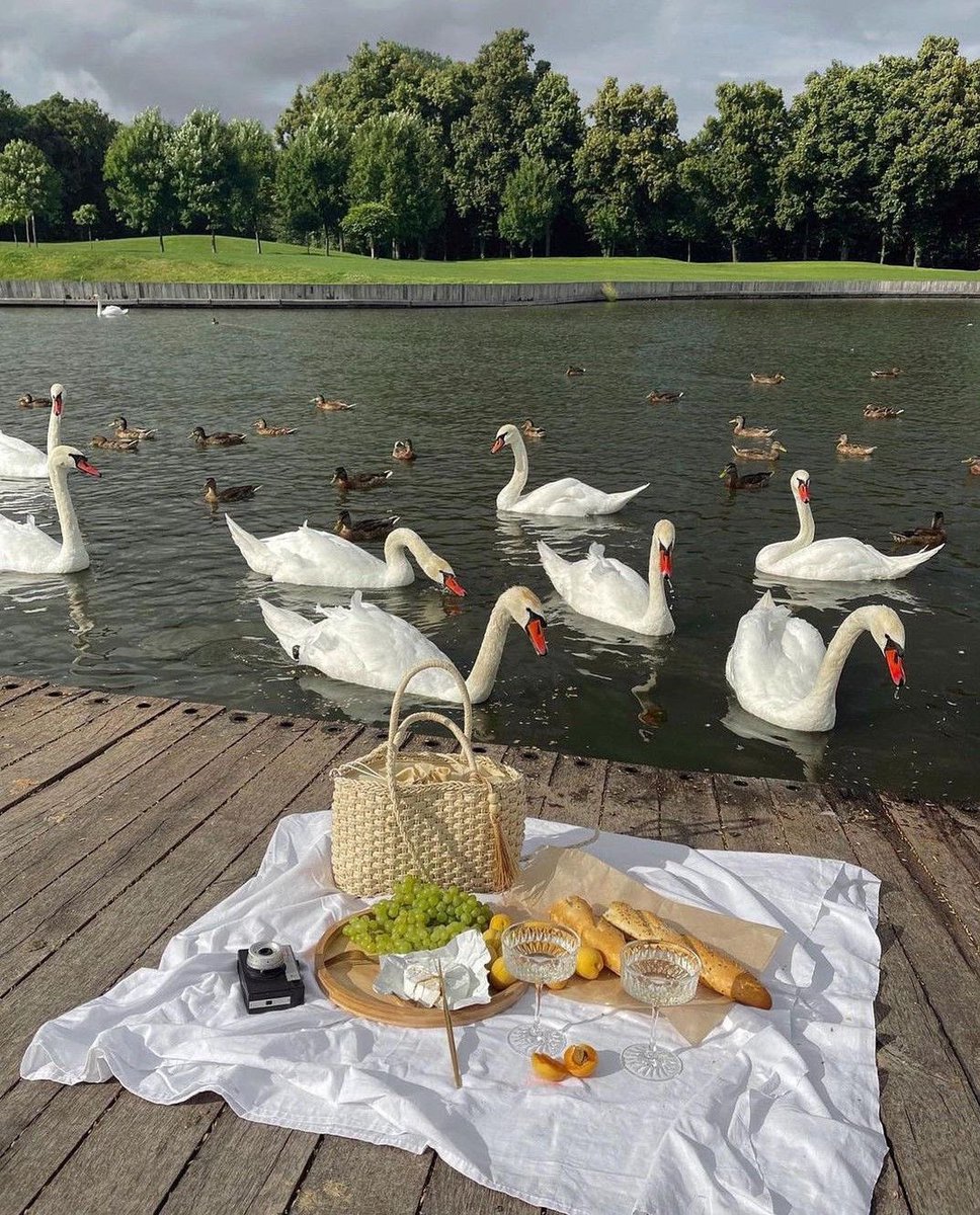 300moods's tweet photo. Date by the swan lake 🦢 https://t.co/oH6gDIRcoB