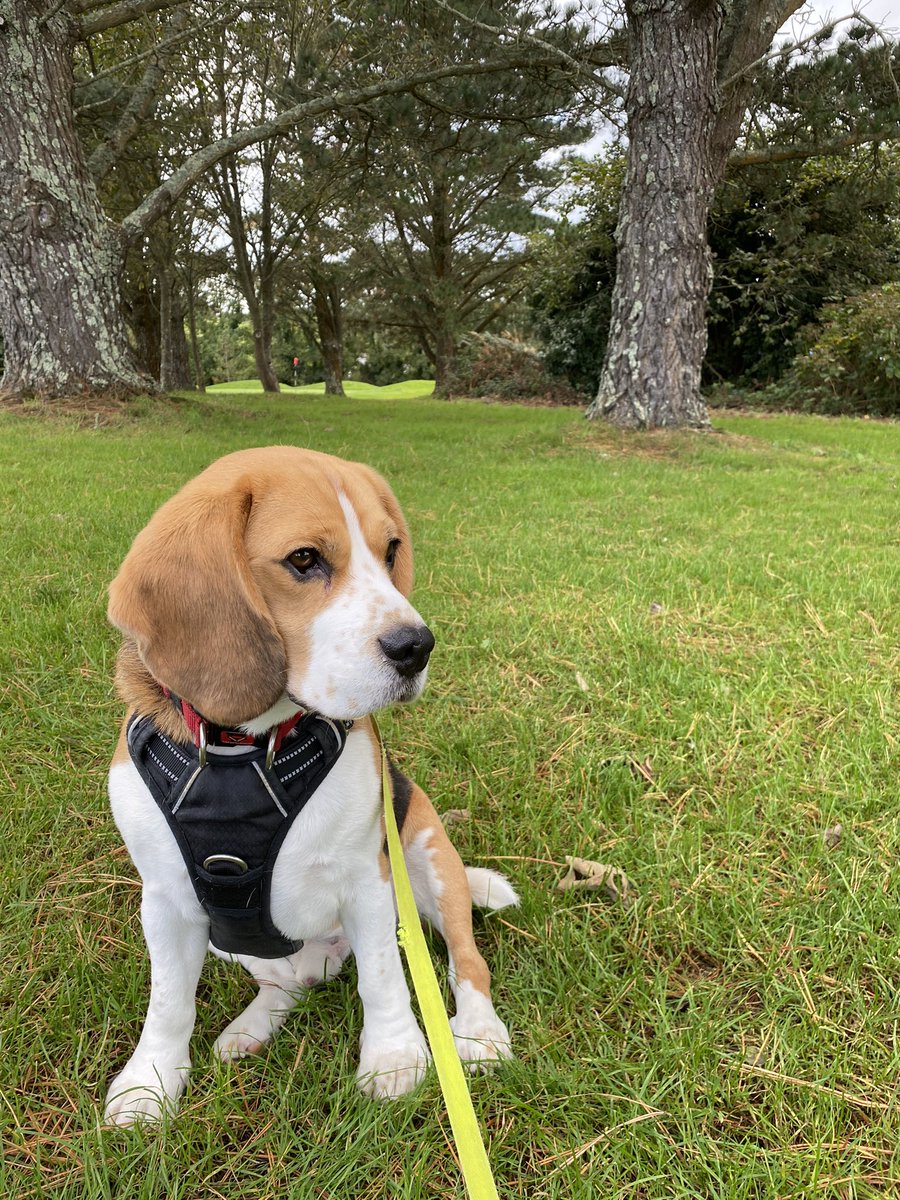 Posum2010's tweet photo. It’s Sunday …….Bertie’s checking out a new  golf course! https://t.co/9yNeUGUtq8