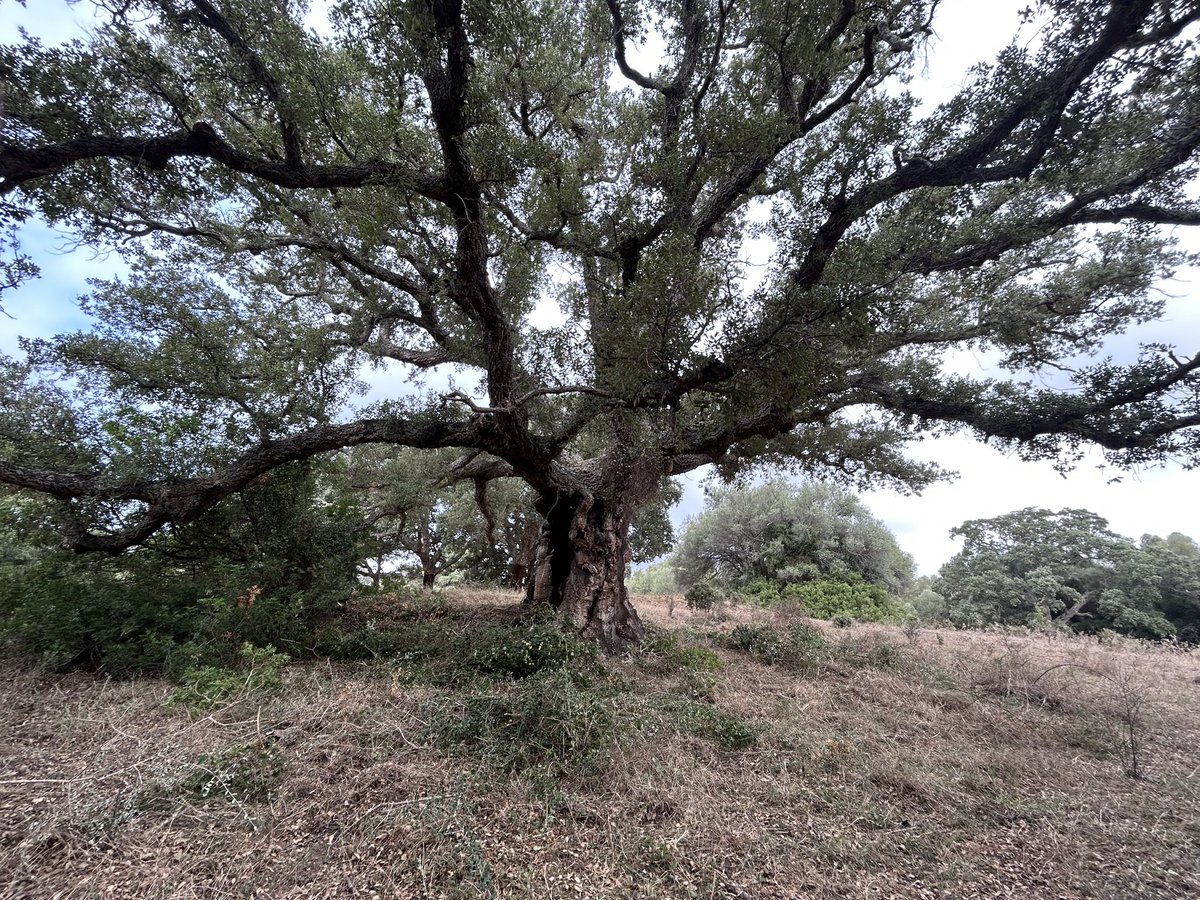 LiLeandri2a's tweet photo. « Senta i so liami cù una tarra, u so amori pà qualc’umanu, sapè ch’eddu ci sarà sempri un locu induva u cori truvarà u so accordu, eccu già tanti certezzi par una sola vita d’omu »

A.C, machjaghjolu https://t.co/oXtUAu9kmS