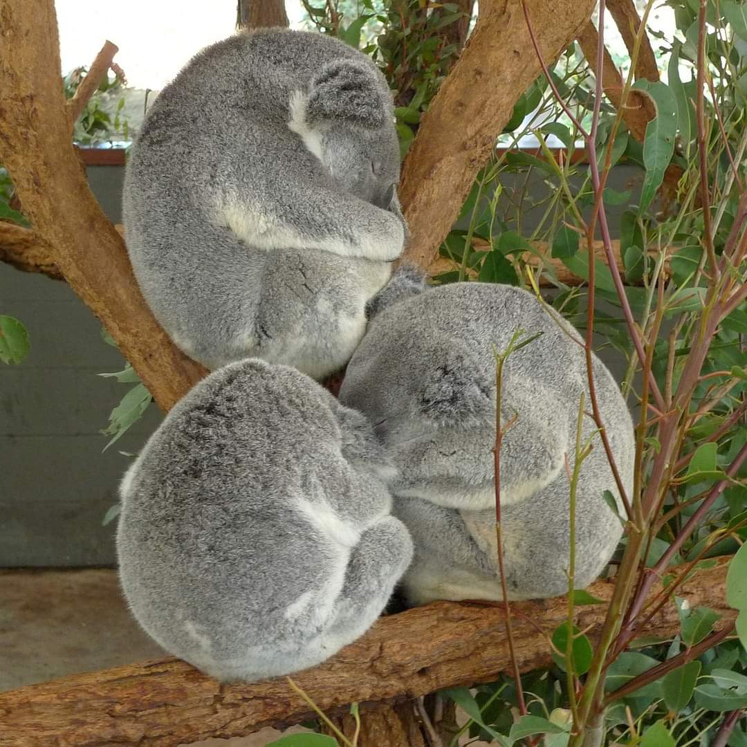 koala nature bears...