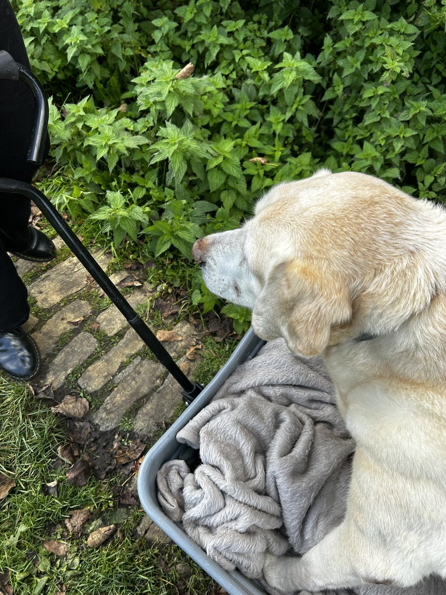 dog_nancy's tweet photo. Mum borrowed this wagon thing so I could go for one last walk in the village. I got out to do a wee and had a lovely time sniffing the air. https://t.co/D66xOlC6FO