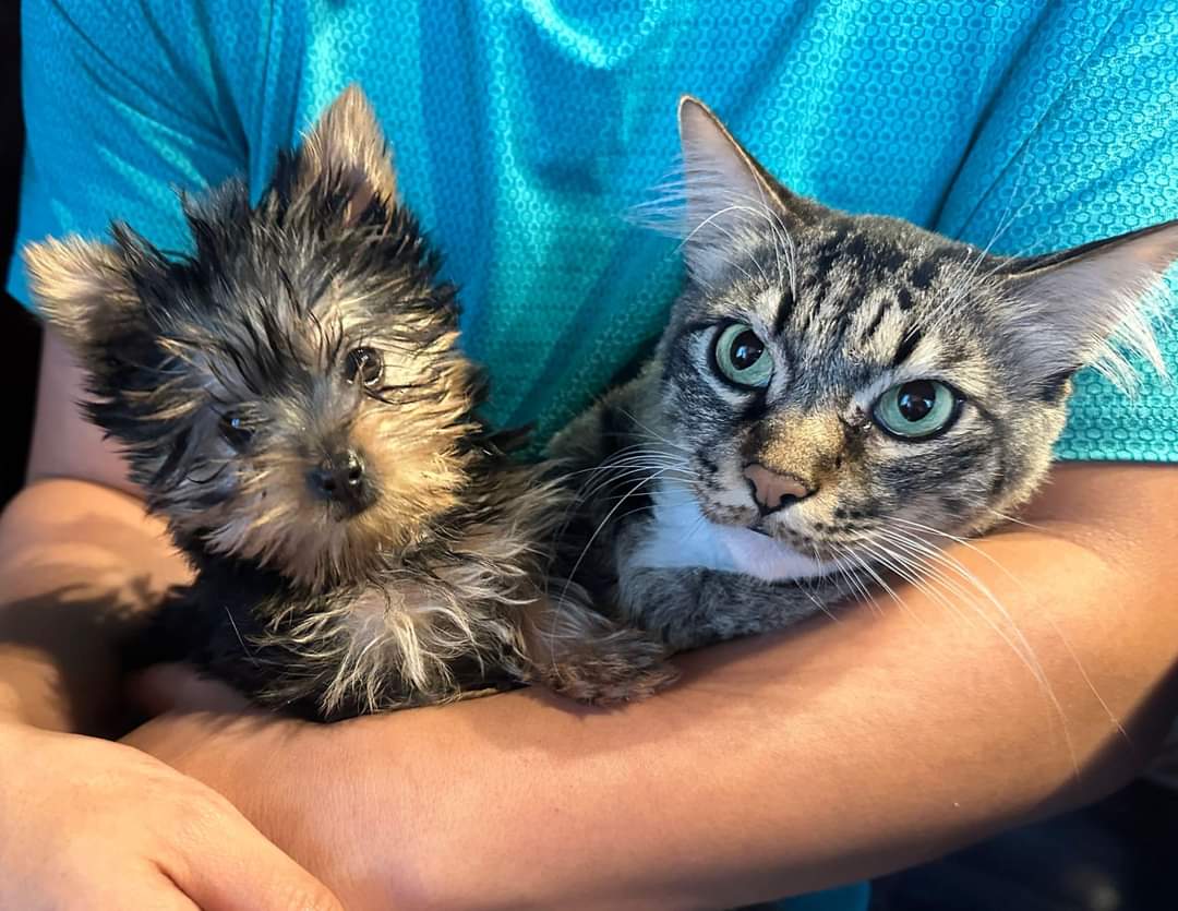 So, Nino, our 10 years old male cat and babysitter welcomed his new baby… along his life he raised many kittens and now… a little dog… a challenge that he is ready to accept.