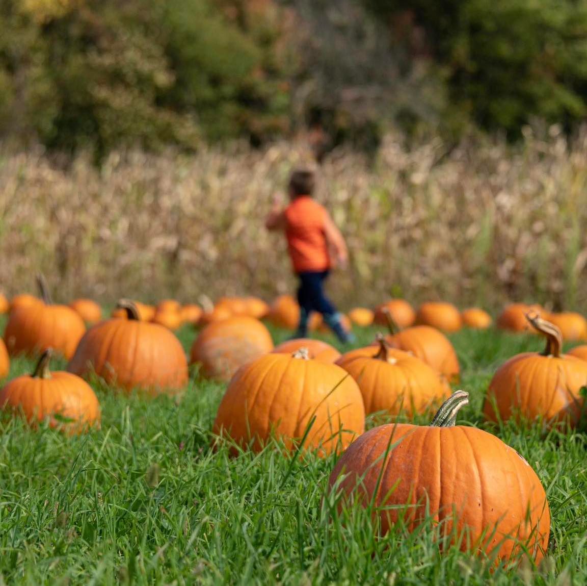 NorthCountryBrewingCo. (@ncbrewingco) on Twitter photo What better way to enjoy a fall day on the farm than with a beer in your hand? Come see us at <a href="/FarmKings/">Freedom Farms</a> Fall Festival, open from 11a-5p! We'll have Autumn Equinox & Paleo IPA on draft, plus a variety of cans. See you there!
#freedomfarms #festbier #happyfallyall #autumnvibes What better way to enjoy a fall day on the farm than with a beer in your hand? Come see us at <a href="/FarmKings/">Freedom Farms</a> Fall Festival, open from 11a-5p! We'll have Autumn Equinox & Paleo IPA on draft, plus a variety of cans. See you there!
#freedomfarms #festbier #happyfallyall #autumnvibes