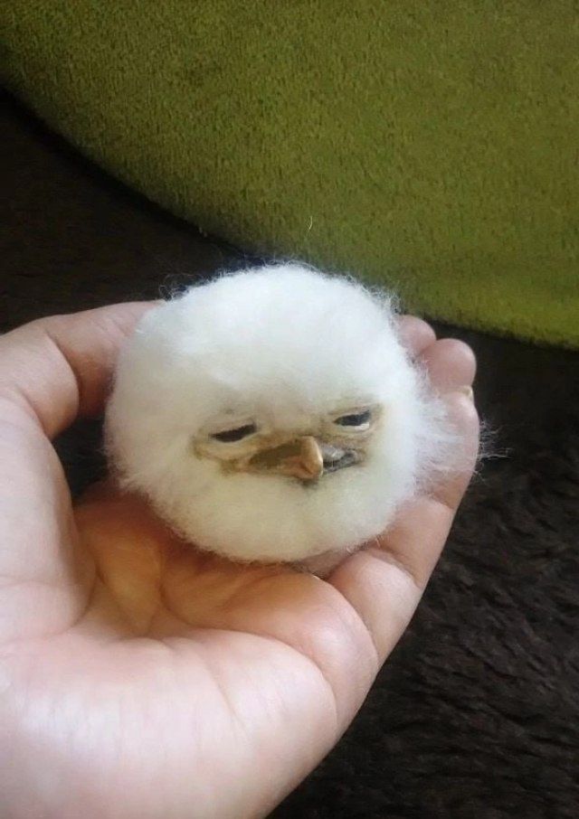 Pnevmocapsula ✨ ✨ tweet media