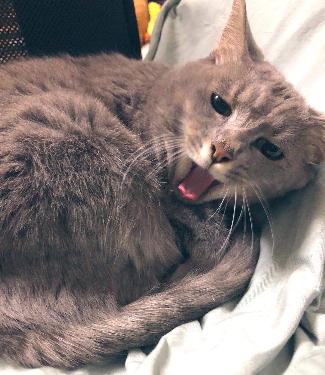 Akeakemichi's tweet photo. おやすみなさい🌙⭐💤

また明日会いましょう。

😽💤🐈‍⬛💤😻💤🐈💤🐱💤

#おやすみなさい 
#猫好きさんと繋がりがりたい https://t.co/RUwcrDV6L9