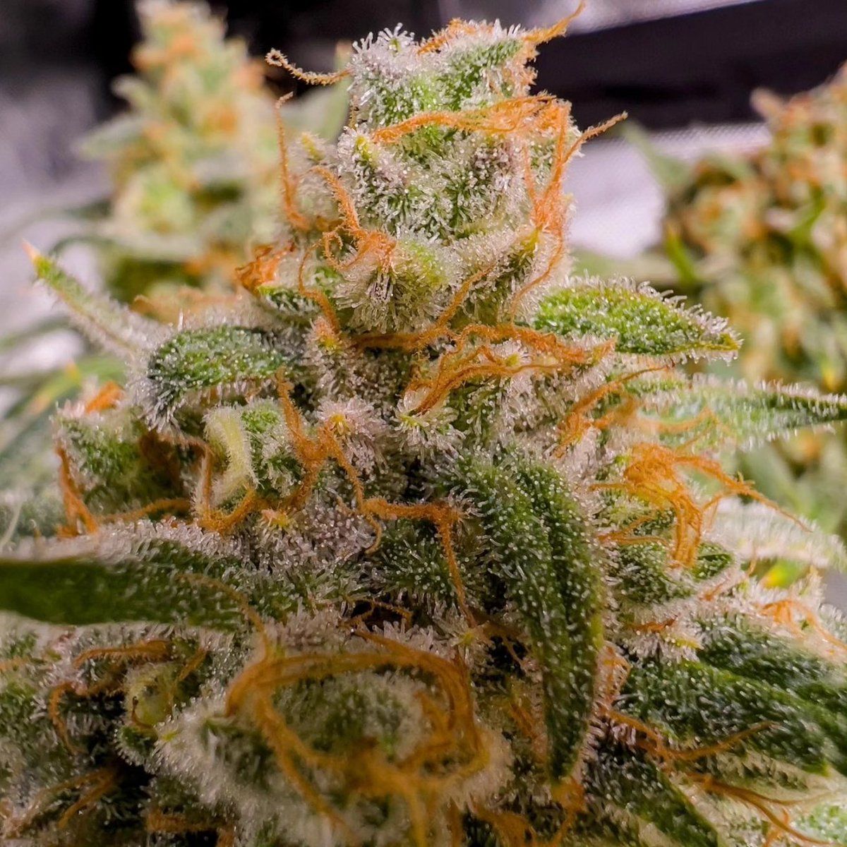 Redwoodrootsfam's tweet photo. Croptober 🍁🍂 

#exotics #lover #strains #daily #women #models #hype #hypestrains #indoorplants #indoorgarden #club  #stoned #love #nature  #myacgrow #angrown #roots #greatwhiteroots #growyourown #plantcommunity https://t.co/NtEvGIrL4M