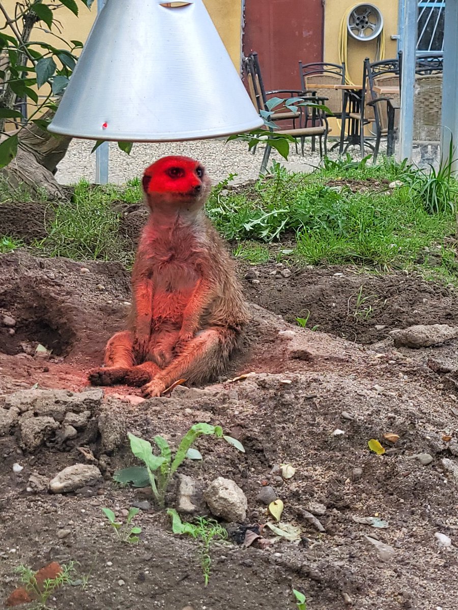 HDDA04's tweet photo. Sehr geiler Nachmittag in Rheibberg
#terrazoo https://t.co/xSEdrNpanf